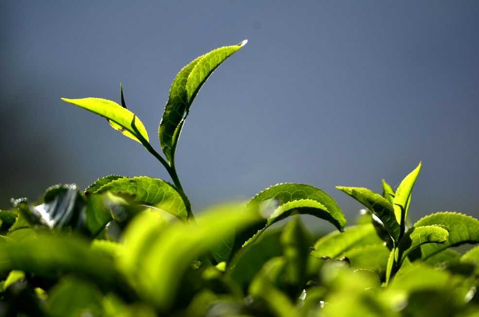 SALUTE & TE' - Il principio attivo del tè verde è l'epigallocatechina  gallato - Comunicaffè