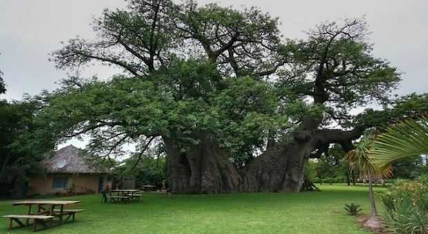 baobab con bar dentro