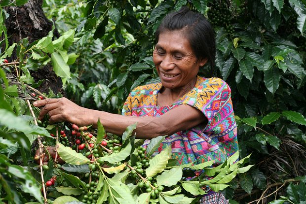 Macchine per caffè Latina - distributori caffe' latina - caffè Latina