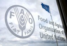 Fao Logo